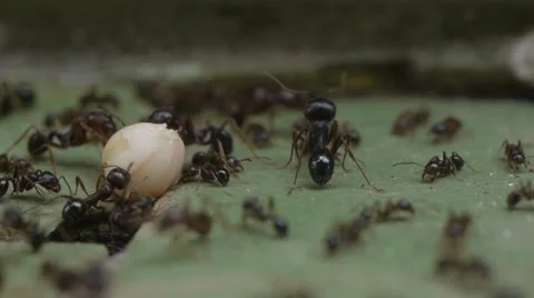 Close up ants moving a seed Stock Footage 48733811