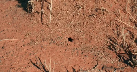 Close-Up Ants Moving Through Nest in Red Desert Sand Stock Footage 321770894