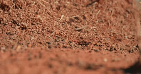 Close-Up Ants Moving Through Nest in Red Desert Sand Stock Footage 321770918