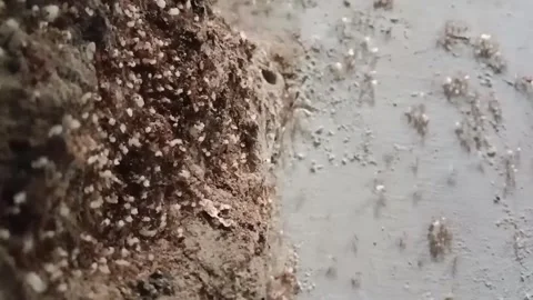 Close-up of ants moving white eggs together on a wall. Stock Footage 329236717