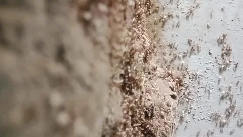 Close-up of ants moving white eggs together on a wall. Stock Footage 329236727