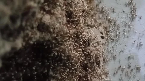 Close-up of ants moving white eggs together on a wall. Stock Footage 329236728