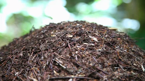 Close-up of Ants nest. Anthill. Stock Footage 76951067