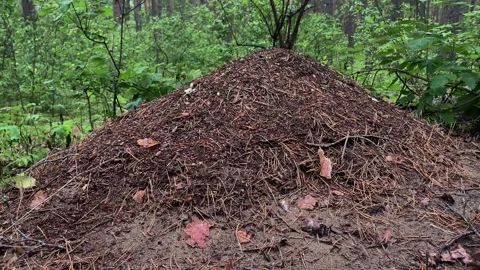 Close-up of ants nest. Fire ants crawling on the ant hill in the woods. Stock Footage 313475631