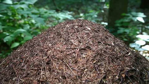 Close-up of ants nest. Large ant hill in summer forest. Anthill. Stock Footage 76950976