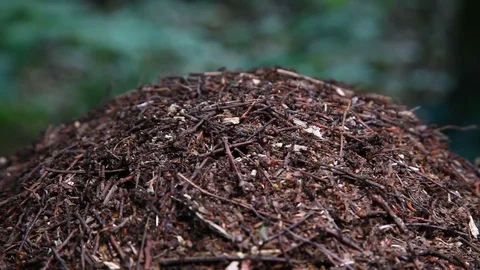 Close-up of ants nest. Large ant hill in summer forest. Anthill. Stock Footage 76951036