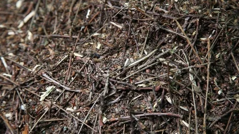 Close-up of Ants nest. Large ant hill in summer forest. Anthill. Stock Footage 76951182