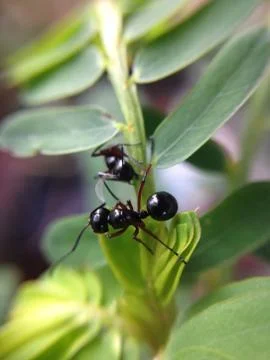 Close up of ants Stock Photos