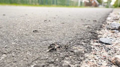 Close-up of ants. Roadsides. Slow motion Stock Footage 90669858
