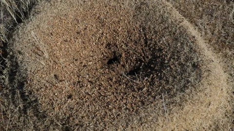 Close up of ants scurrying around an anthill Stock Footage 230237796