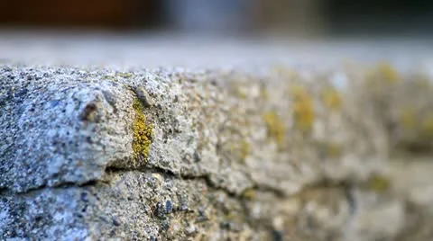 Close up of ants on stone. Stock Footage 10747734