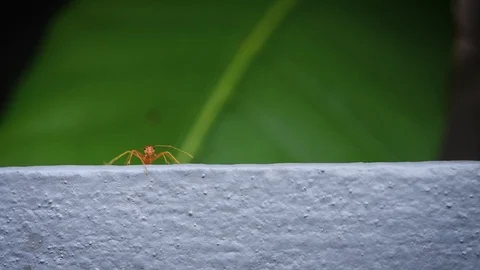 Close Up Of Ants Walk On Grey Wall Stock Footage 97161859