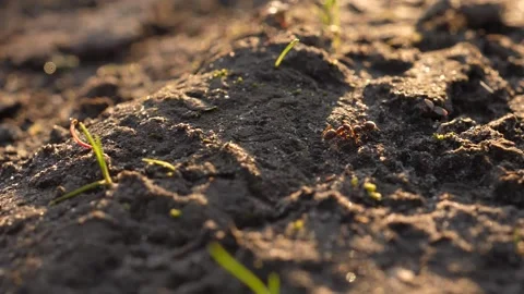 Close-up of ants walking along an ant path among the grass Stock Footage 186665741