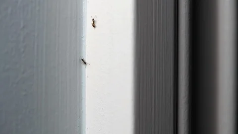 Close up of ants walking back and forth on a wall Video stock 114567236