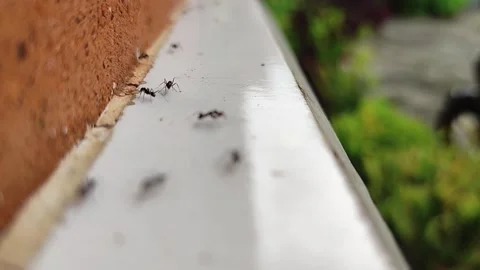 Close-up of ants walking on the floor 動画素材 196919844