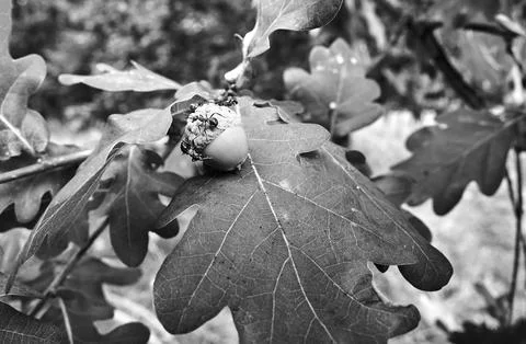 Close-up of ants walking on a leaf and acorn on an oak tree Stock Photos