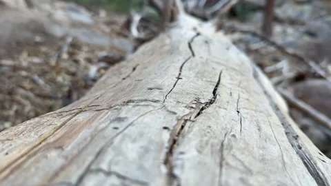 Close Up of Ants walking on a Weathered Cracked Log with Shallow Focus Stock Footage 343009297