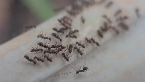 Close-up of Ants on White Surface Showing Insect Movement and Activity 스톡 동영상 333805487