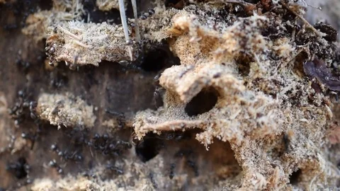 Close up of ants on wood Stock Footage 76273132