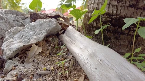Close Up of Ants on wood 動画素材 119967981