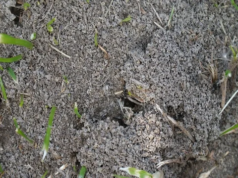 Close-up of Ants at work on an Ant Hill Stock Footage 76250050