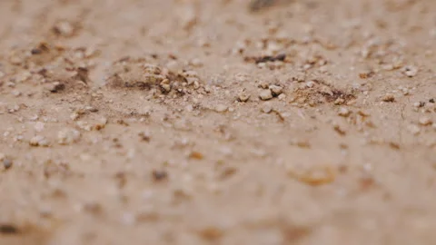 Close-up of ants working at the anthill Stock Footage 130278375