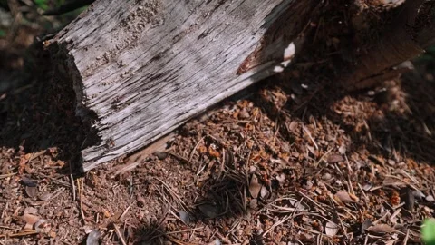 Close up of ants working around old fallen log Stock Footage 342347980