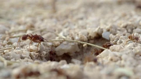 Close up of ants working in desert. Sono... | Stock Video | Pond5