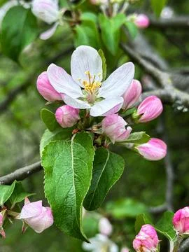 Close-Up of Apple Blossom in Bloom 写真素材