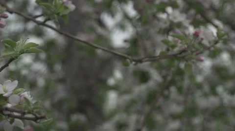 Close up of Apple Blossom Vídeo Stock 24090832