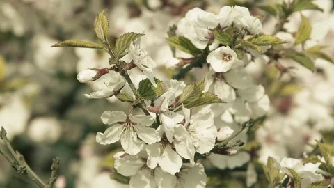 Close up apple blossom Stock Footage 107826469