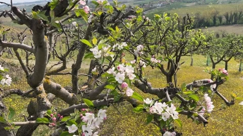 Close up Apple Blossom Stock Footage 238613572
