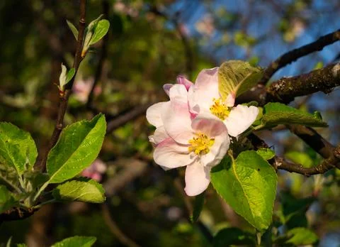 Close-Up of Apple Blossom in Spring Stock Photos