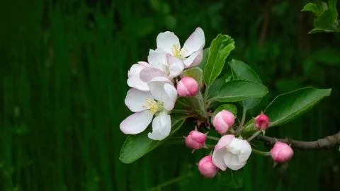 Close-up of an apple blossom in the springtime Stock Photos