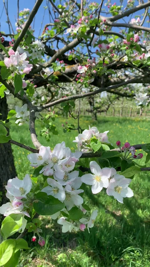 Close-up of apple blossoms against the background of lush green grass. Bees fly Stock Footage 288762490