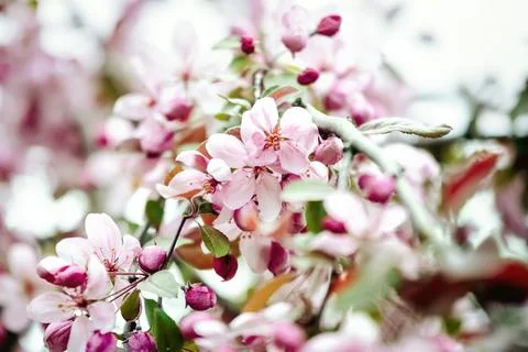 Close-up of apple blossoms. Background of apple tree flowers on branches in Stock Photos