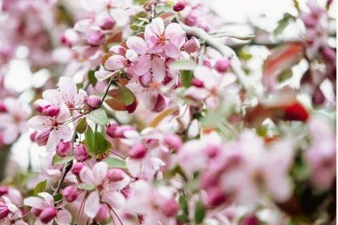 Close-up of apple blossoms. Background of apple tree flowers on branches in Foto stock