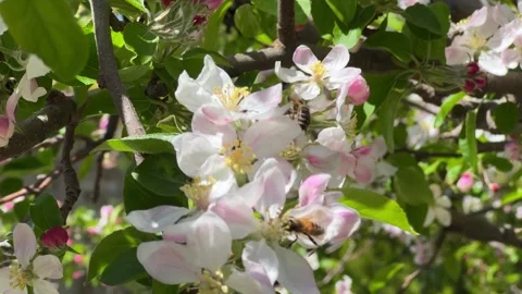 Close apple blossoms with bee and soft green bokeh Video stock 345088189