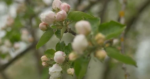 Close up of apple blossoms in a blooming apple tree Stock-Footage 75186842