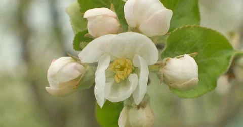 Close up of apple blossoms in a blooming apple tree Stock Footage 75188057