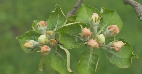 Close up of apple blossoms in a blooming apple tree Stock Footage 75188440