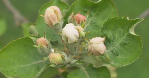 Close up of apple blossoms in a blooming apple tree Stock Footage 75188946