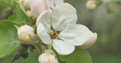Close up of apple blossoms in a blooming apple tree Stock Footage 75189249