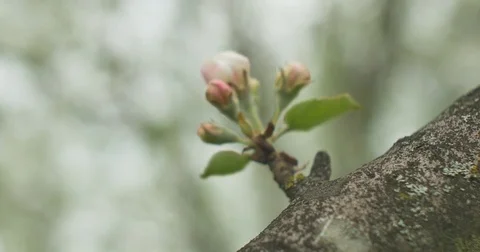 Close up of apple blossoms in a blooming apple tree Stock-Footage 75189658