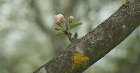 Close up of apple blossoms in a blooming apple tree Stock Footage 75190186