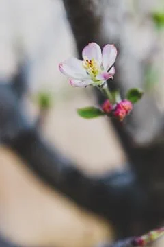 Close-up of apple blossoms on fruit tree outdoor in sunny vegetable garden Stock Photos