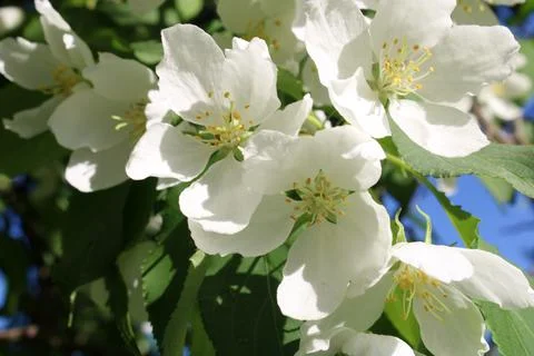 Close-up of apple blossoms Stock Photos