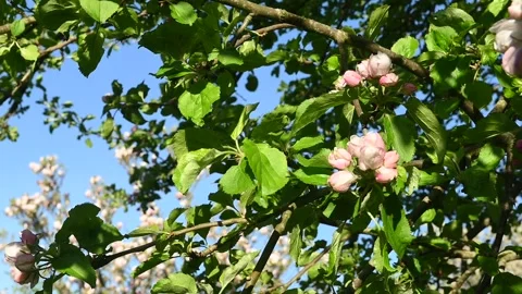 Close-up of  apple blossoms with sunlight and blue sky Видео 334179527