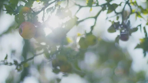 Close Up Apple Bunch with Lens Flare Stock-Footage 123216545