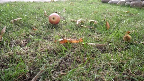 Close up apple falls from the tree into the ground. 库存影片 141319640